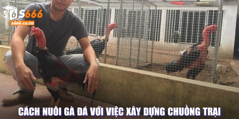 Xây dựng chuồng trại hợp lý hơn cho chiến kê